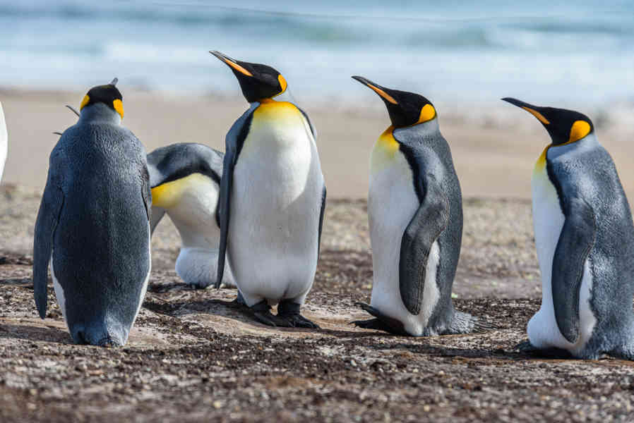 Pingüino Rey - islas Falkland o Malvinas 12.jpg